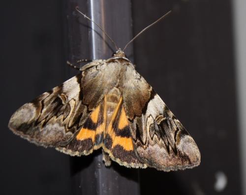 Réf. 209 399 : Catocala fulminea